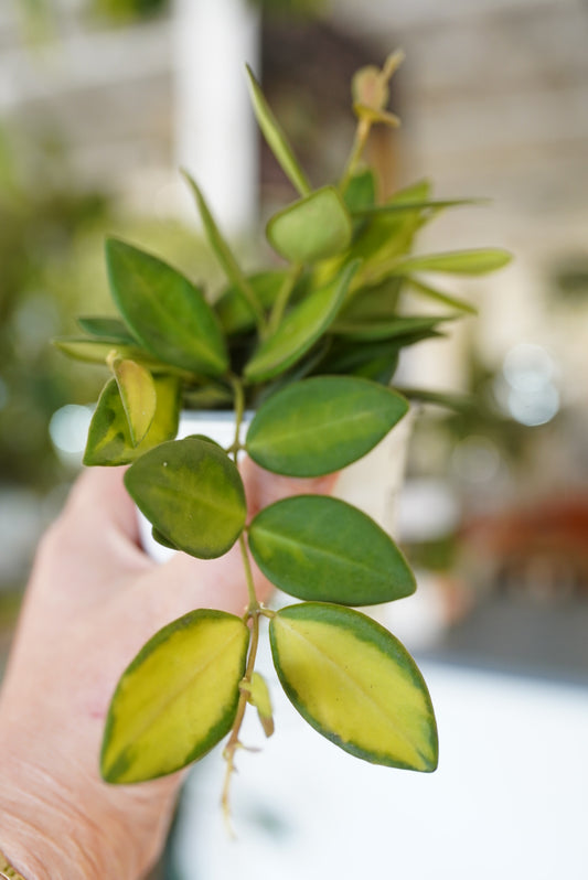 Hoya Burtoniae-Variegated