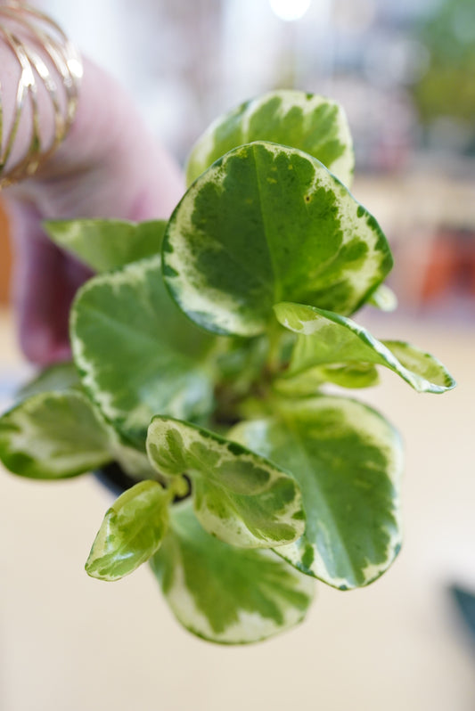 Peperomia Obtusifolia 'marble/gold dust'
