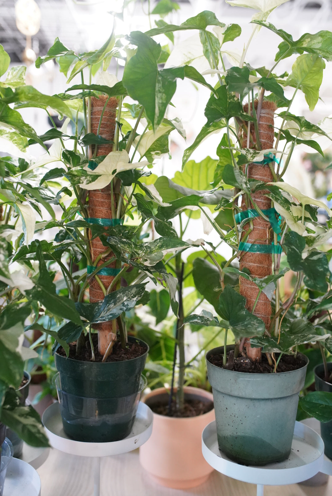 Syngonium 'Albo'