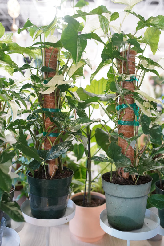 Syngonium 'Albo'