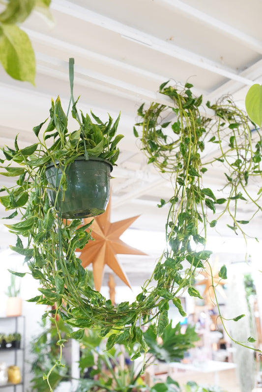 Epipremnum aureum 'Shangri La'