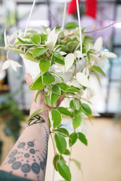 Hoya carnosa 'Krimson Queen' – Ruby Flora Plant Shop