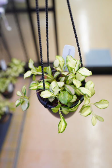 Variegated Hoya Heuschkeliana (yellow)