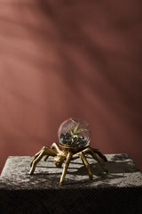 Spider Terrarium