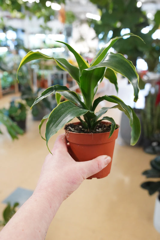 Dracaena 'Dorado'