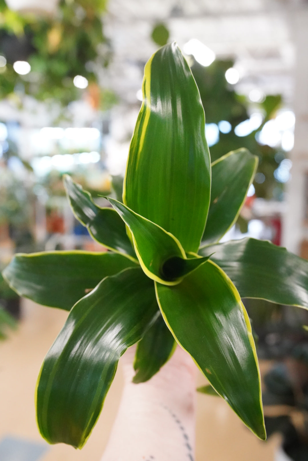 Dracaena 'Dorado'