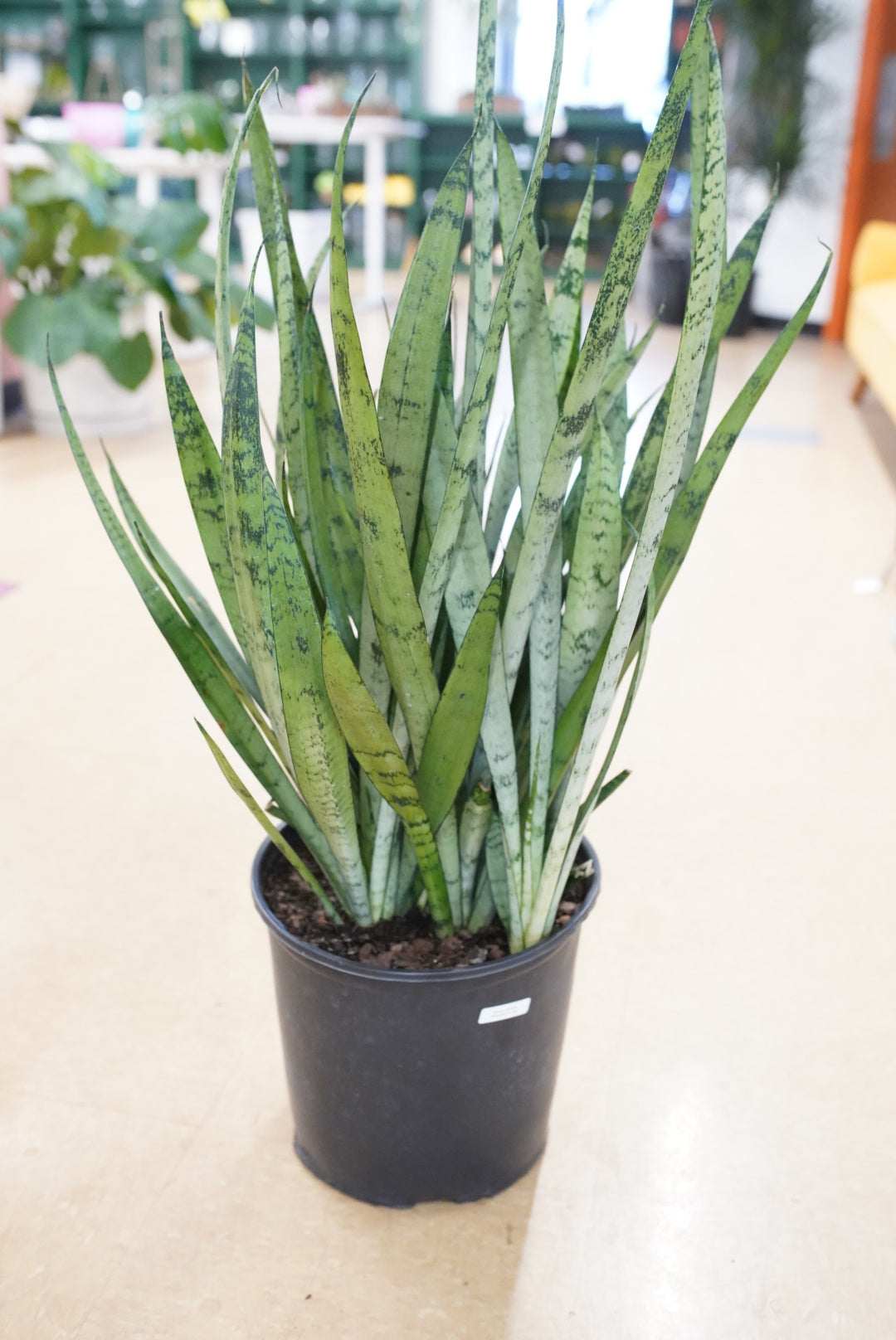 Sansevieria Silver Streak