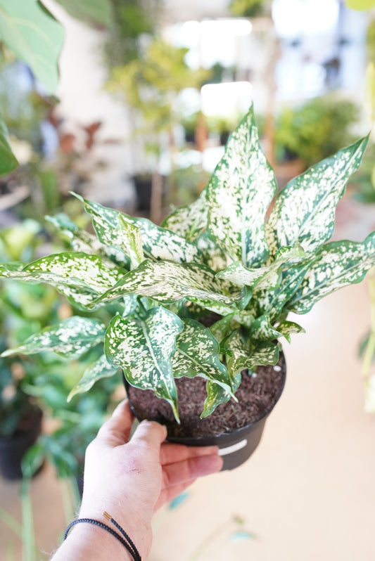 Aglaonema Snowflake