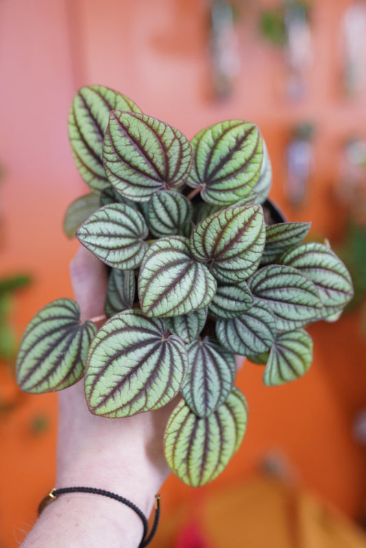 Peperomia albovittata 'Piccolo Banda'