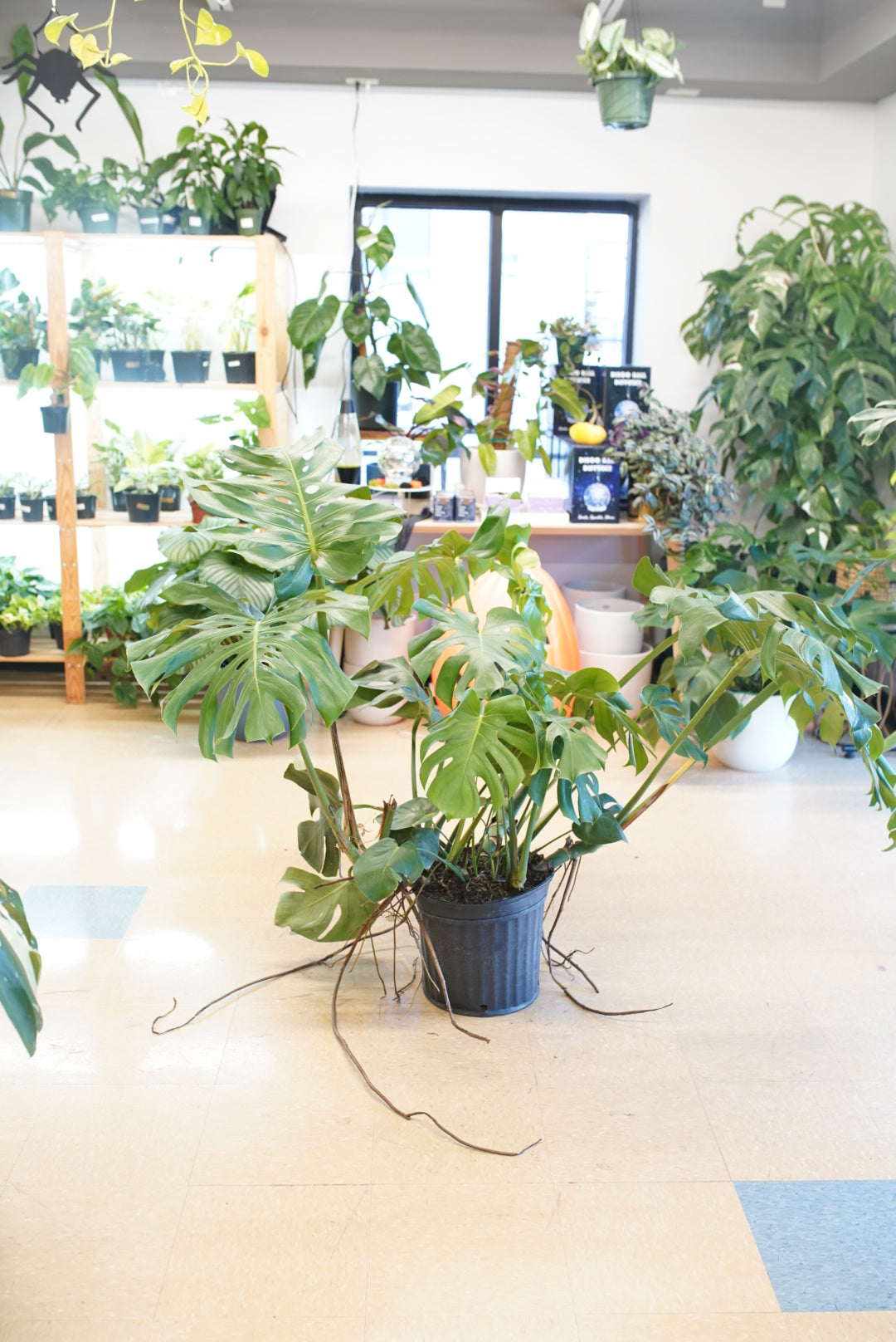monstera plant shop Monstera Deliciosa