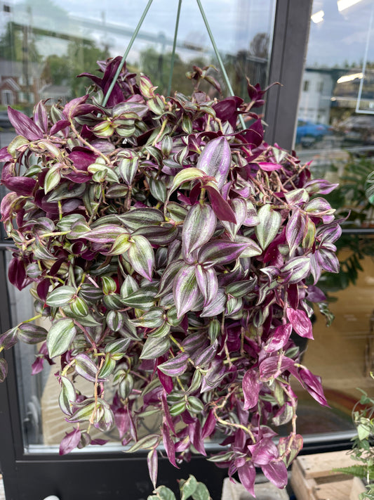 Tradescantia
