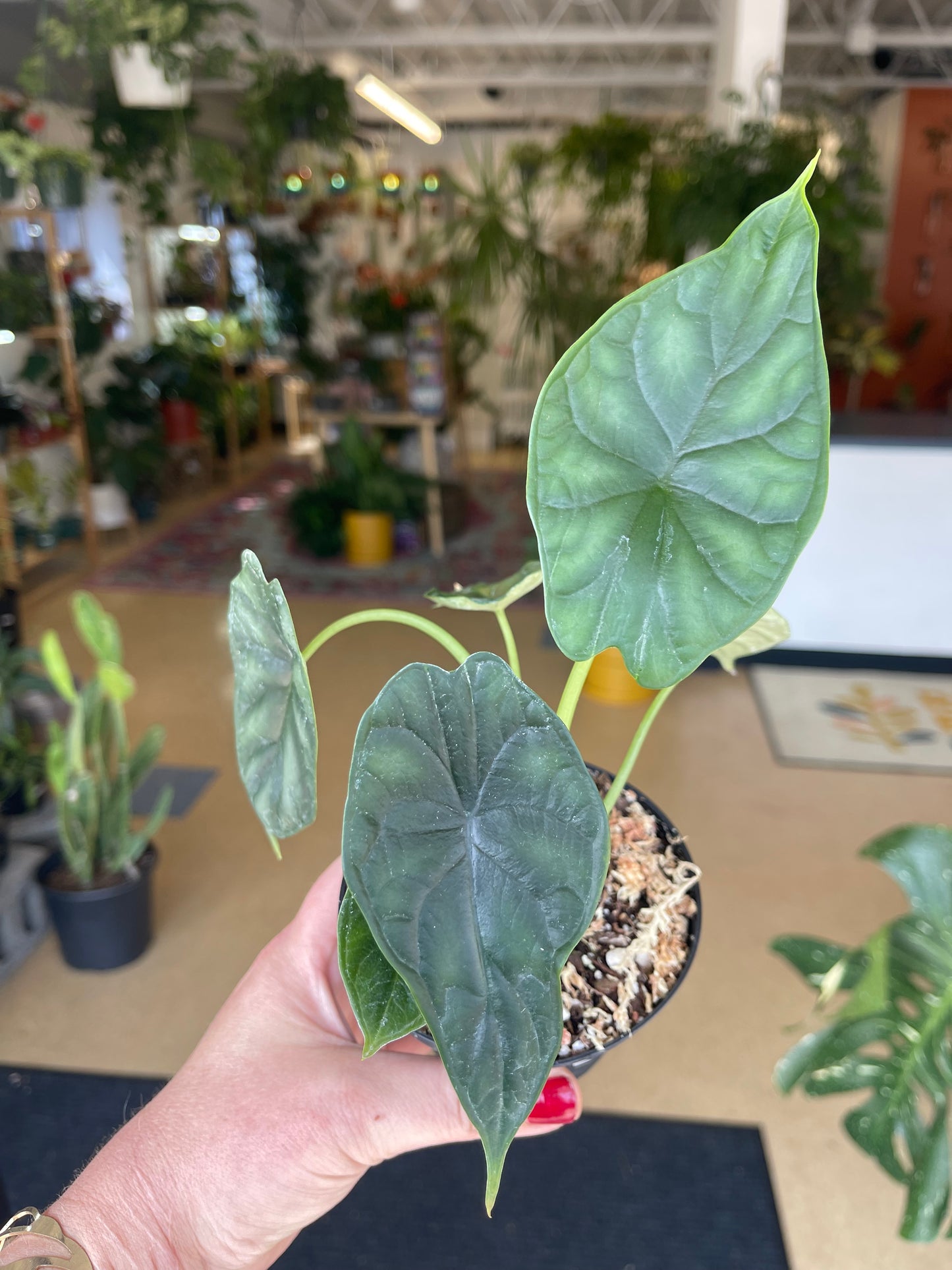 Alocasia 'green dragon scale'