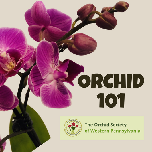 Orchid 101: Keeping Your Orchid Alive, Flowering and Thriving - Saturday, June 21