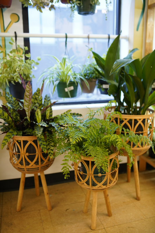 Open Weave Bamboo Plant Stands