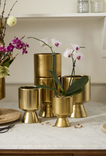 Gold De Vil Planter