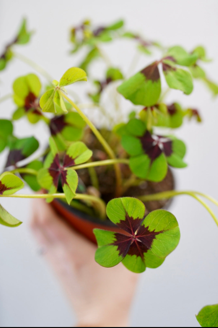 Oxalis Triangularis 'Shamrock'