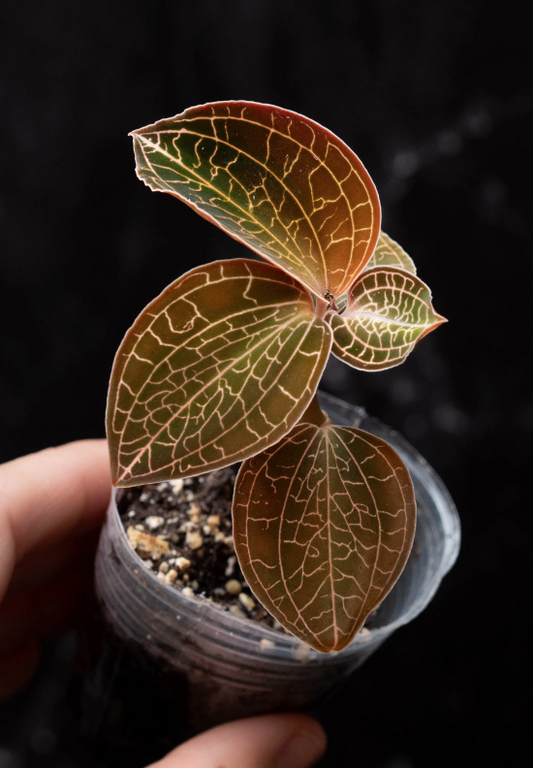 Anoectochilus Roxburghii Hayata Jewel Orchid