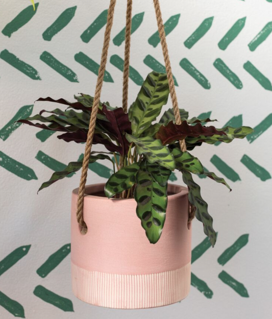 Leia Hanging Pot