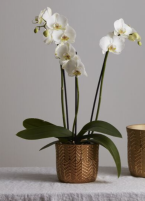 Aurum Gold Textured Planter
