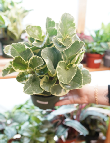 Peperomia obtusifolia 'Mint'