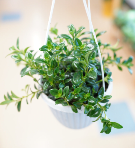 Goldfish Plant 'Candy Corn'