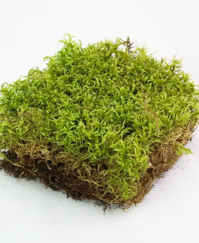 Mossify Revita-Moss Squares