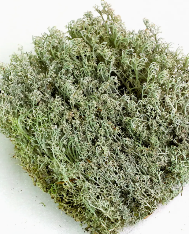 Mossify Revita-Moss Squares