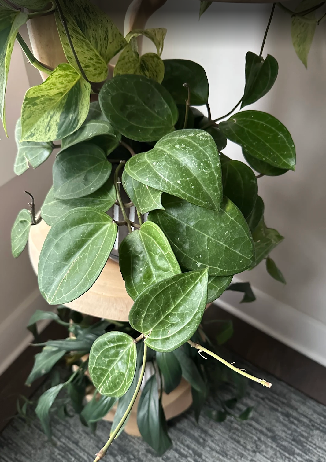 Ruby Flora Plant Shop