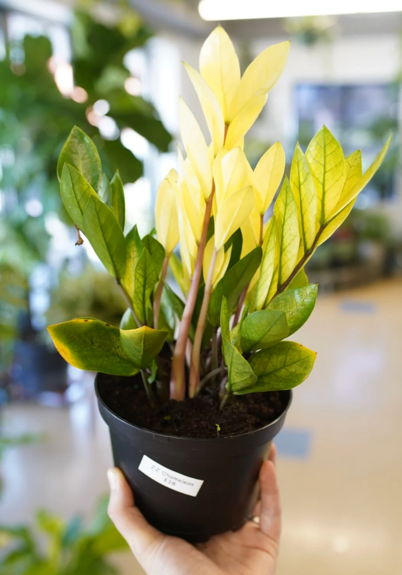 Ruby Flora Plant Shop