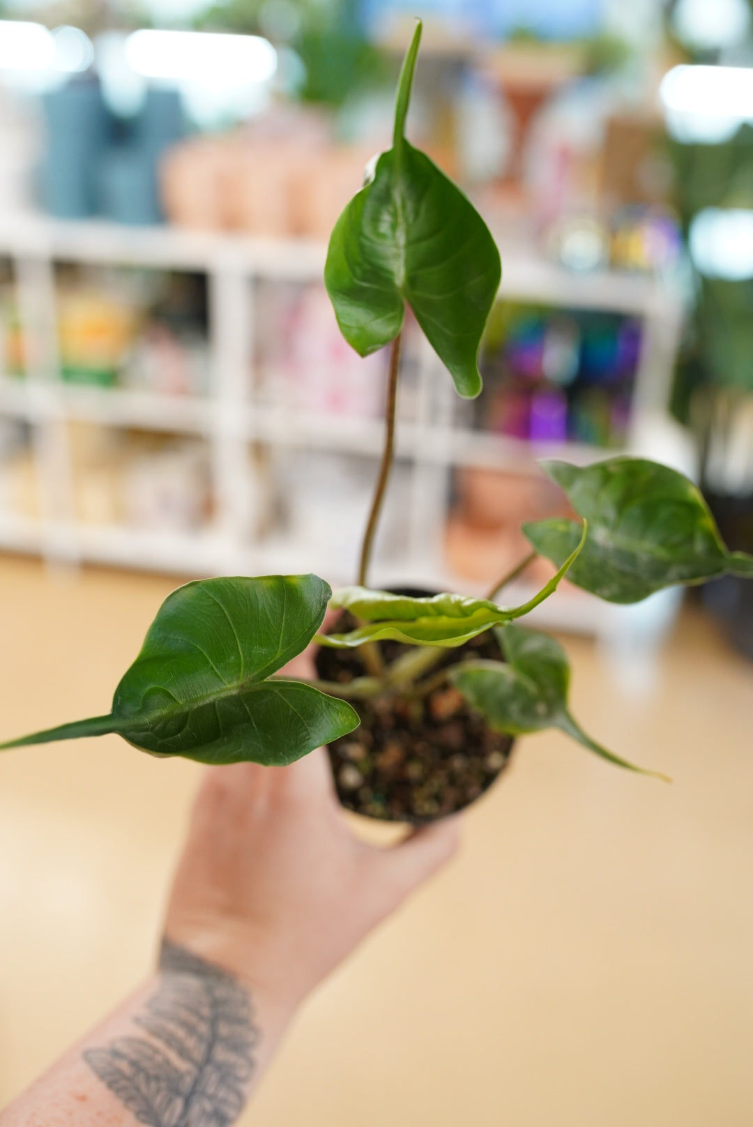 A potted Alocasia Stingray plant with striking green leaves in a stingray shape, held by a person with a blurred background.