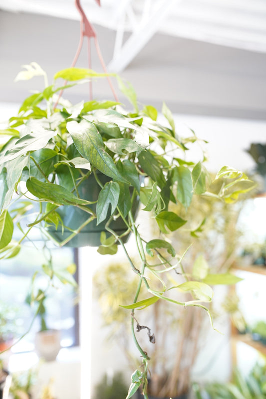 Baltic Blue Pothos