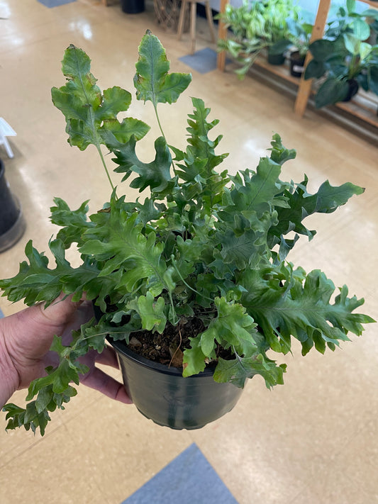 Potted plant held by a hand on a wooden floor with other plants in the background