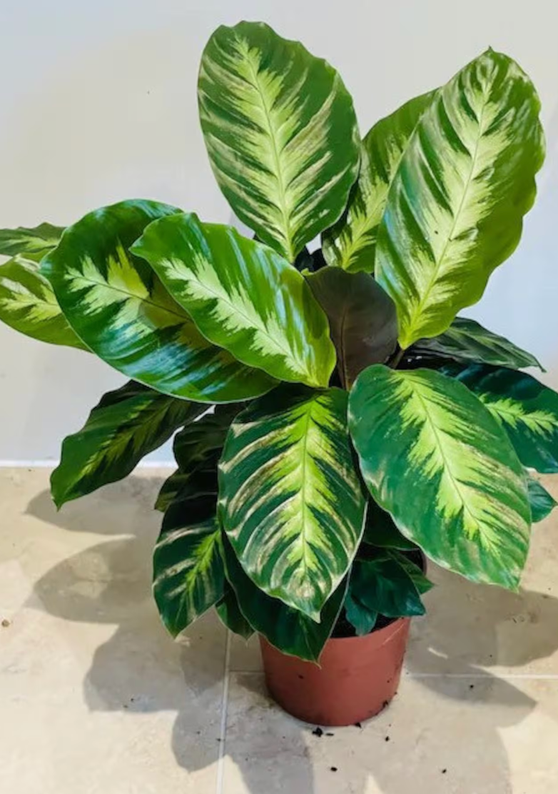 Calathea louisae 'Misto'