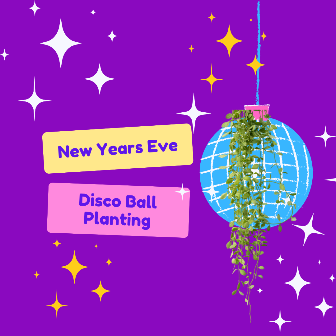 NYE Disco Ball Planting - Sunday, December 29