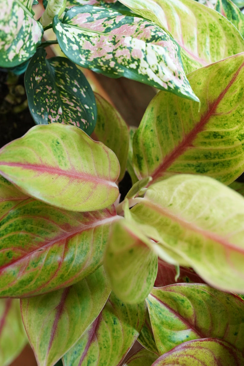 Close-up of a variegated houseplant with green, white, and pinkish variegated leaves, alongside another variegated plant with pale green and red veining, in a potted setting.