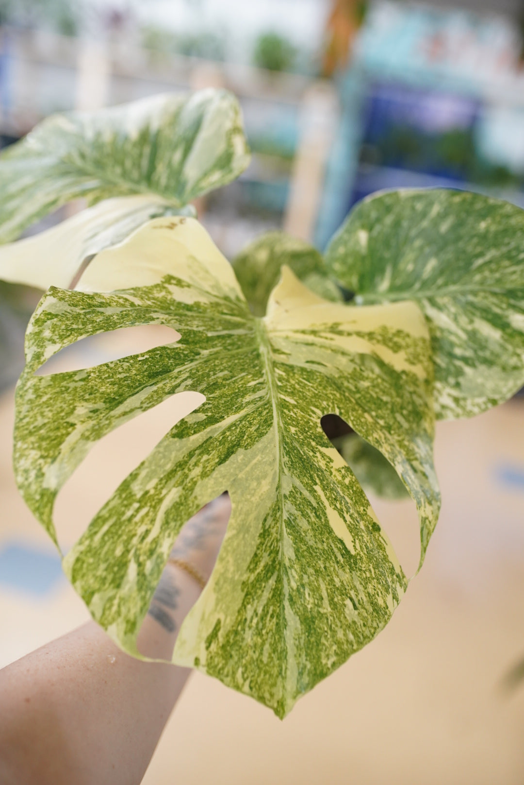 A close-up of a variegated Monstera plant leaf with green and cream patches, held by a hand against a softly blurred indoor background.