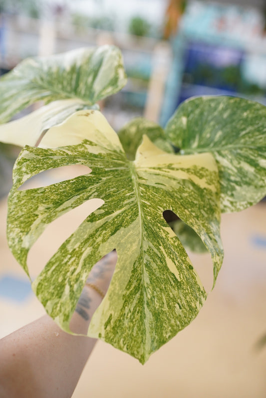 A close-up of a variegated Monstera plant leaf with green and cream patches, held by a hand against a softly blurred indoor background.