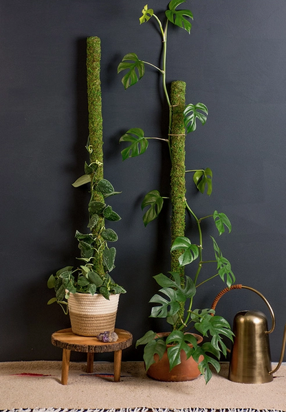 pothos plant moss pole Green Moss Pole – Ruby Flora Plant Shop