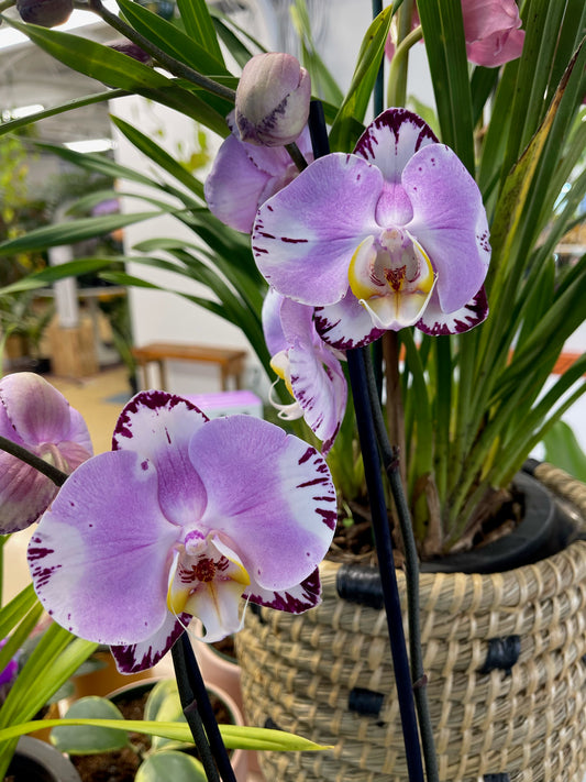 Double Stemmed Phalaenopsis Orchid