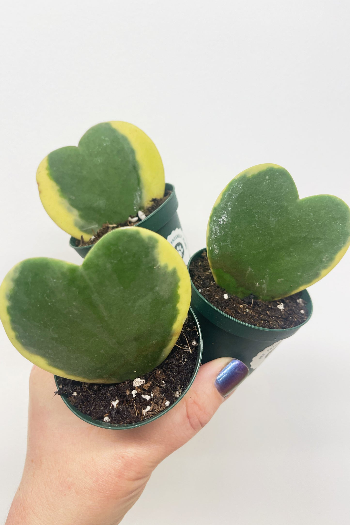 Hoya Kerrii (variegated)