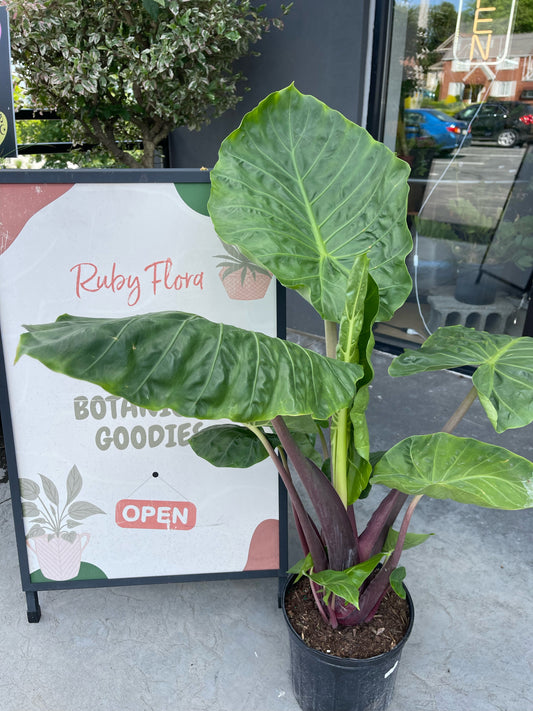 Alocasia Imperial Red