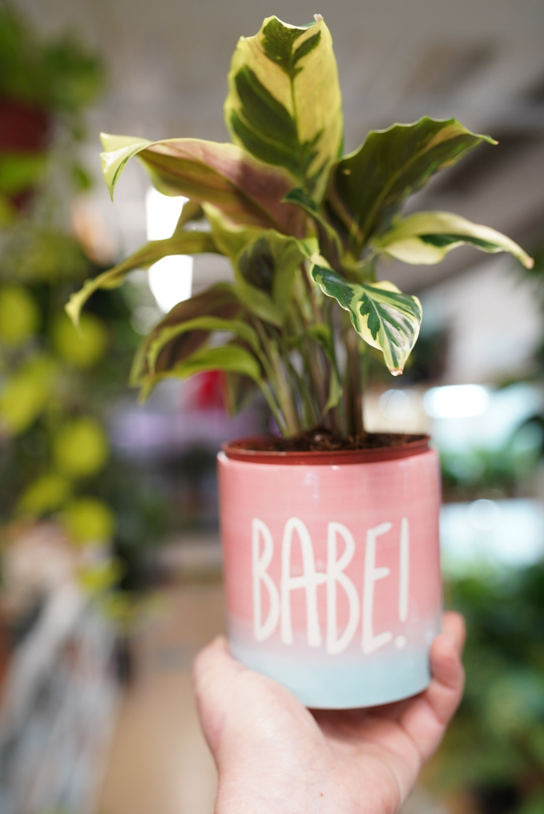 Babe! Planter