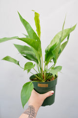 Anthurium Water Dragon