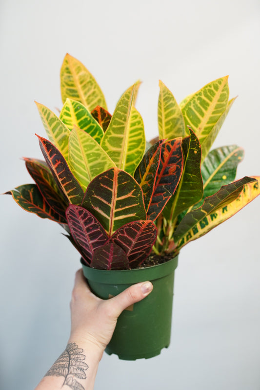 Croton Petra