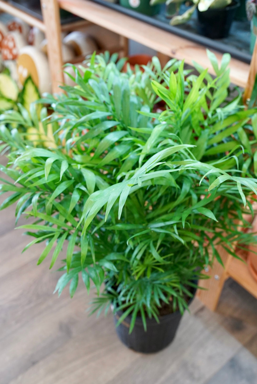 tropical neanthe bella palm plant 6'' Neanthe Bella Palm