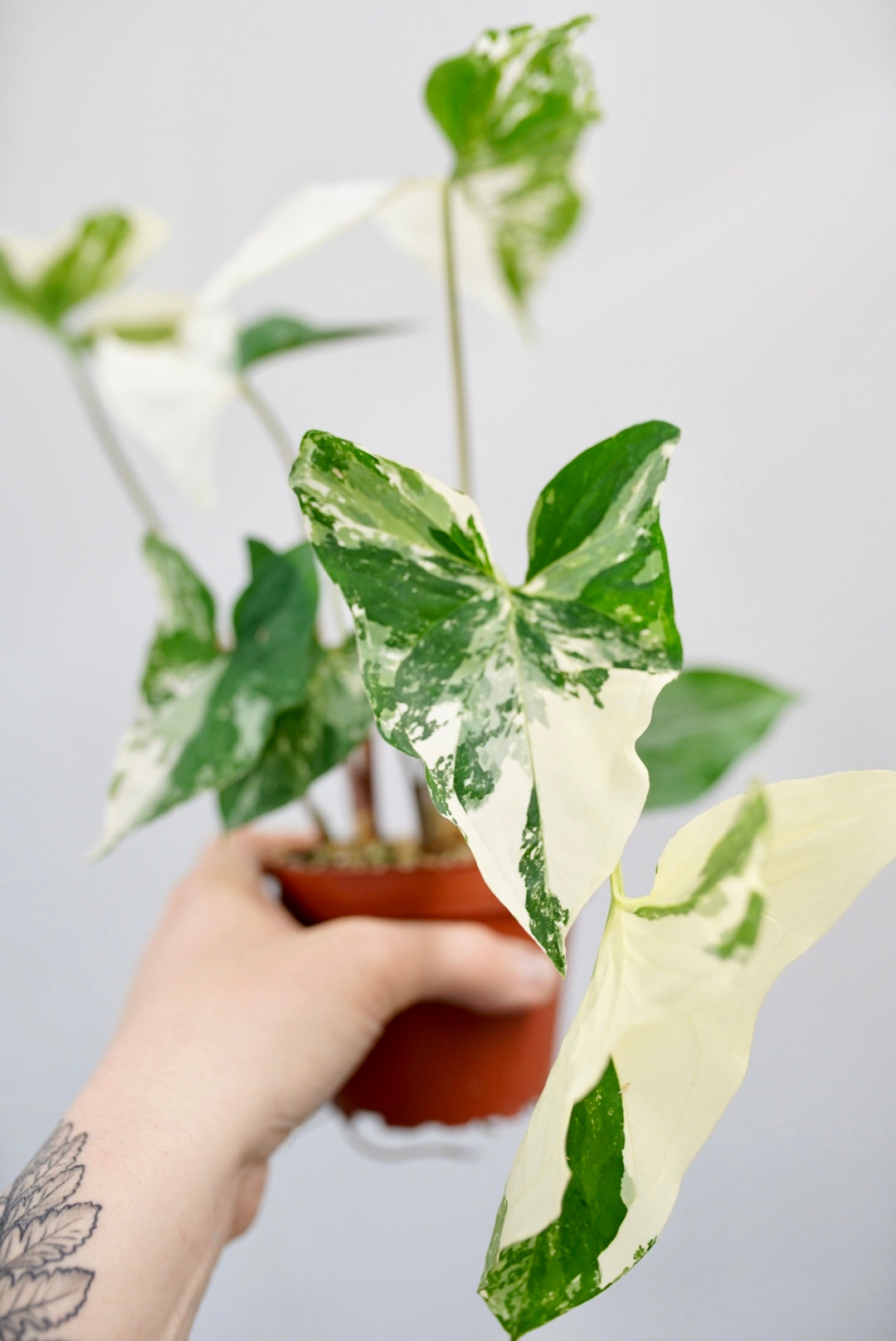 Syngonium 'Albo'