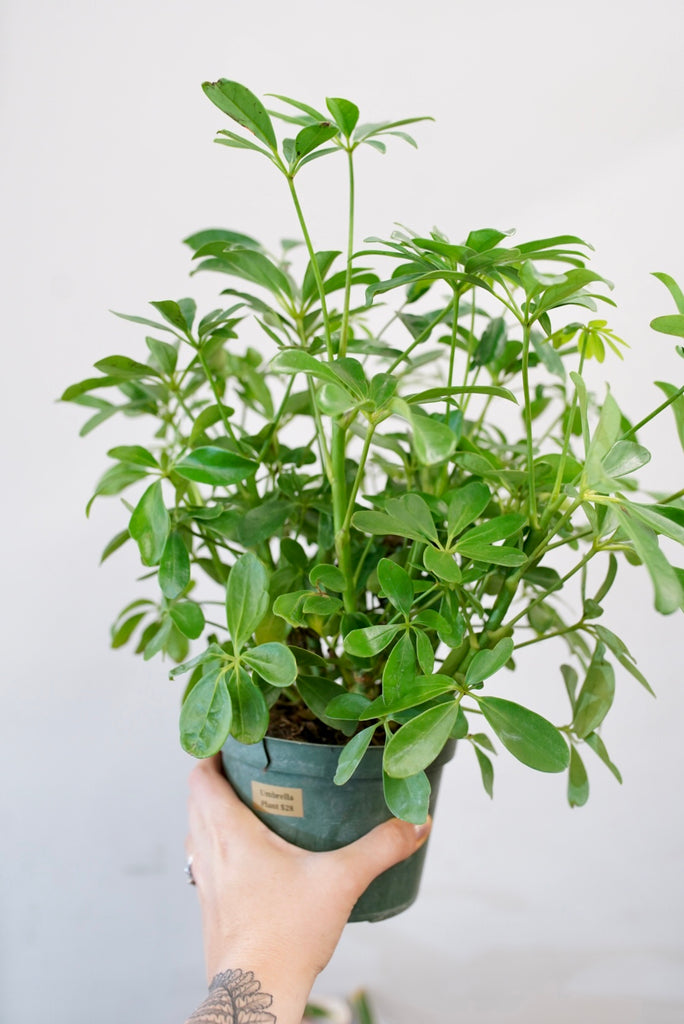 Schefflera (Umbrella Plant)