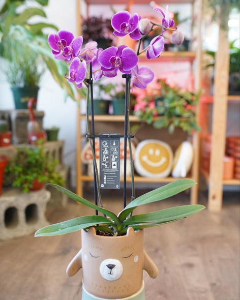 Mama Bear Planter + Orchid