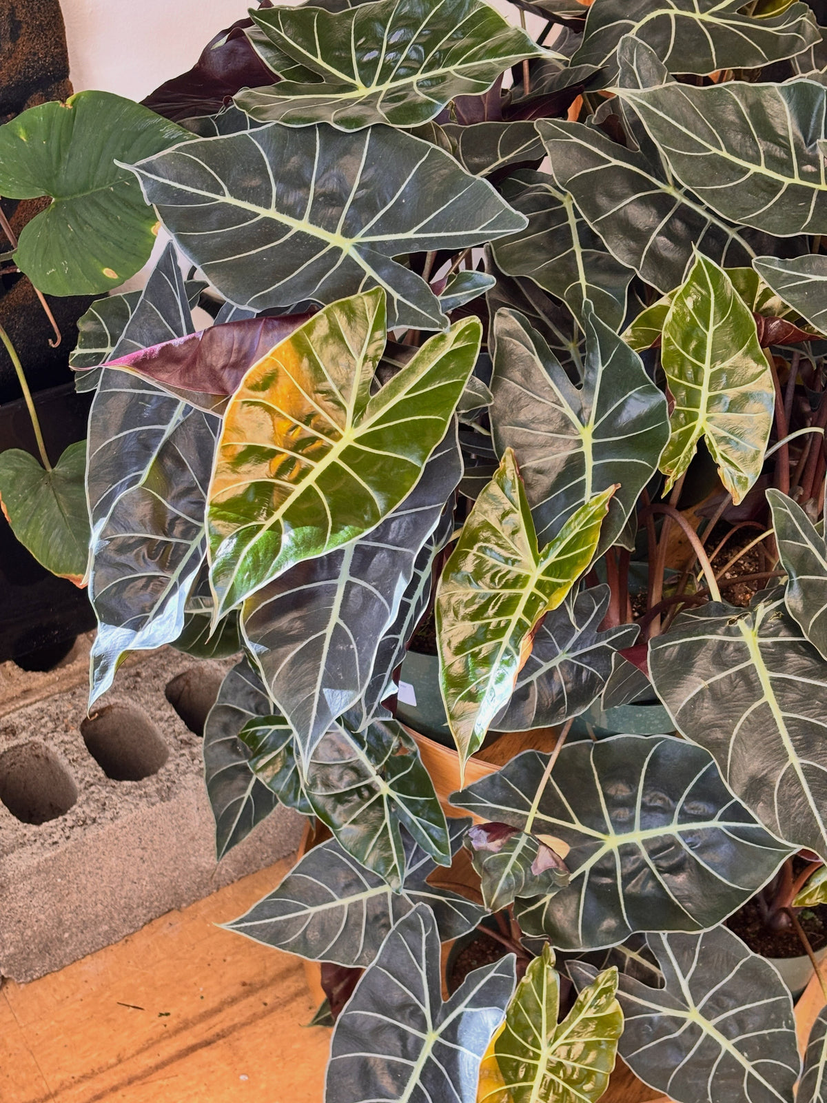Ruby Flora Plant Shop