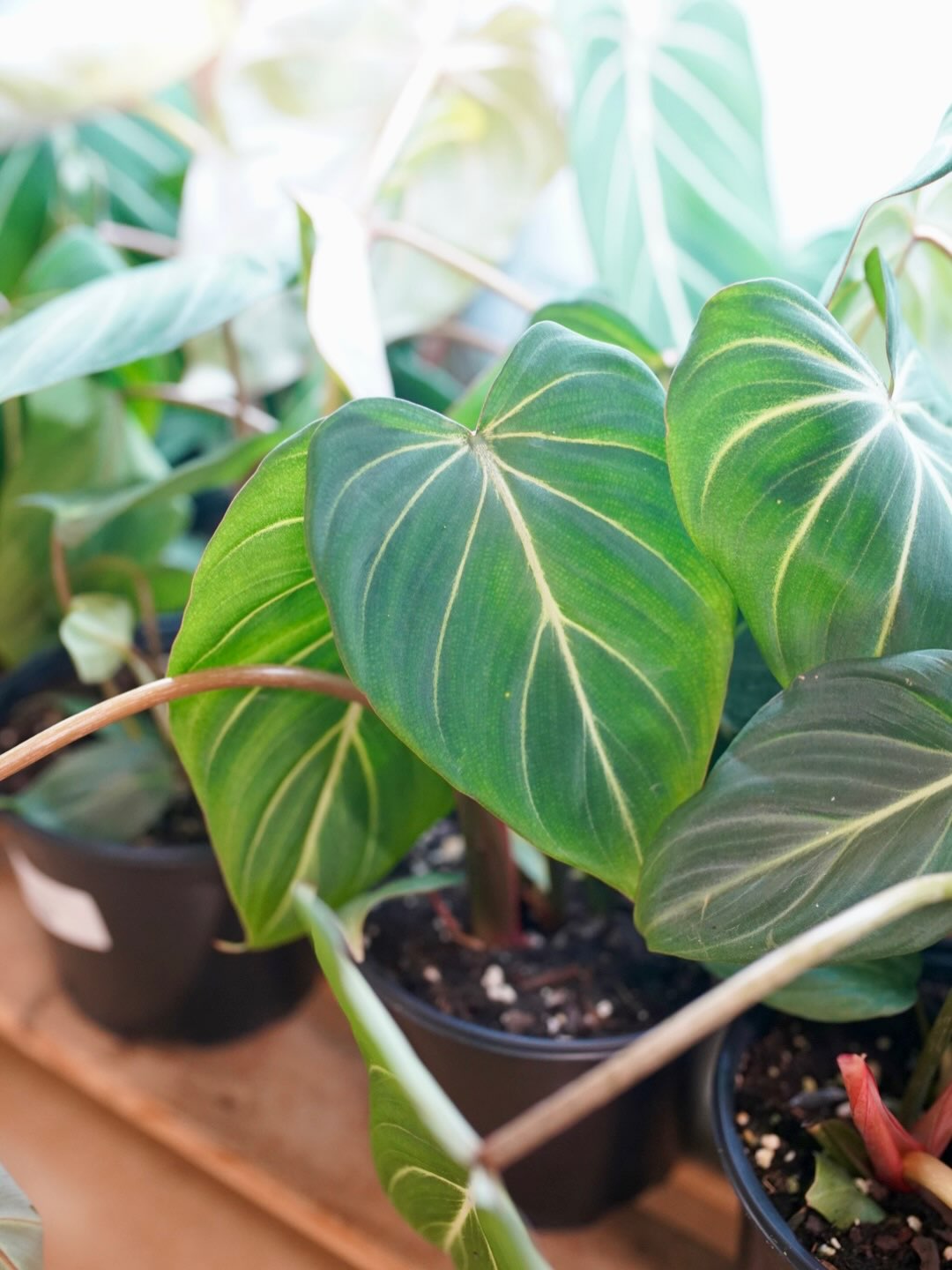 Ruby Flora Plant Shop